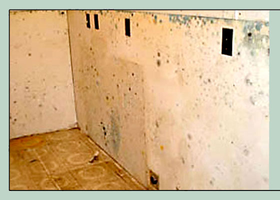 Before Photo - Mold Damage